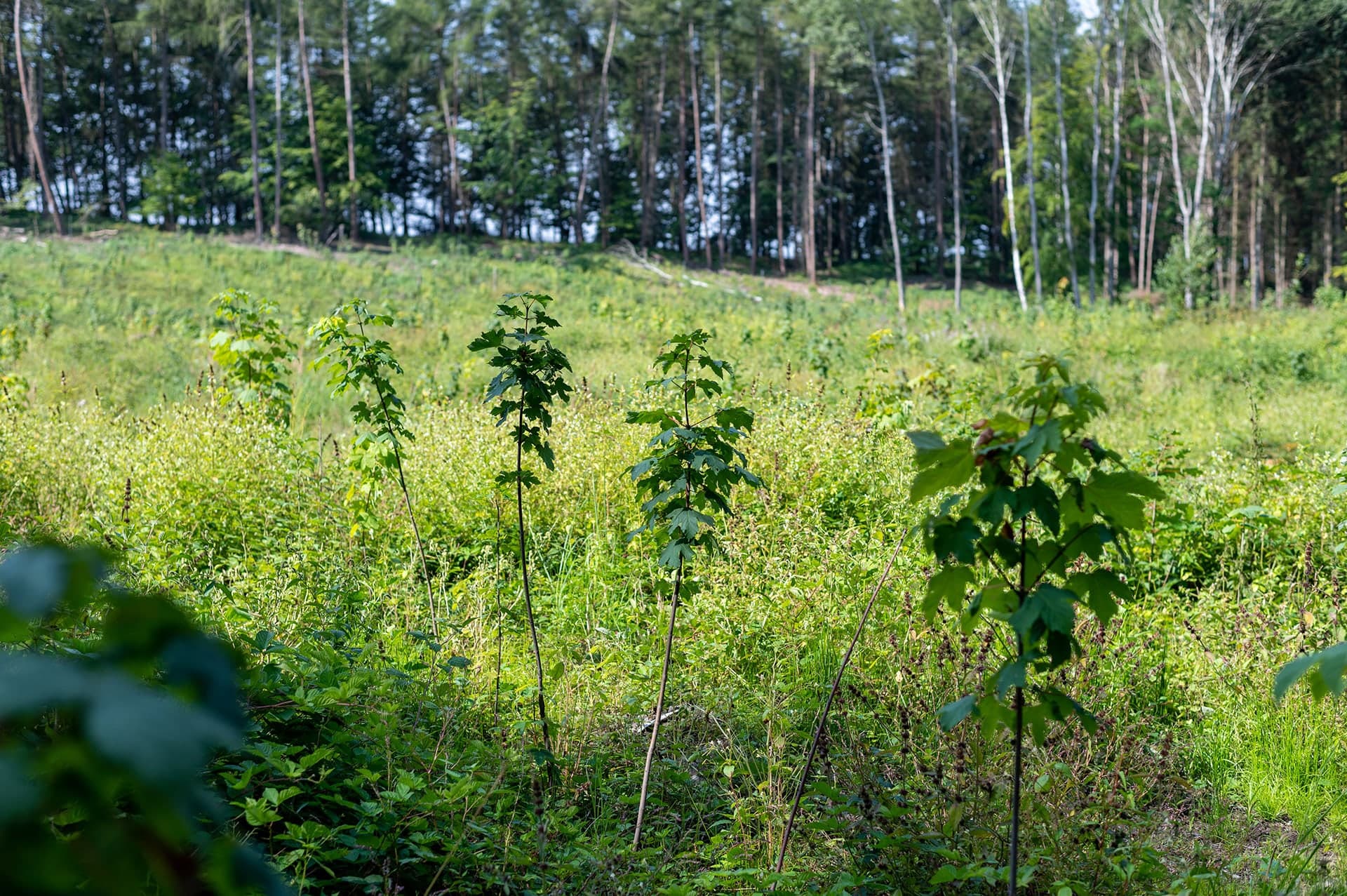 Junge Laubbäume mit Stützstäben auf einer Aufforstungsfläche, dahinter der bestehende Wald