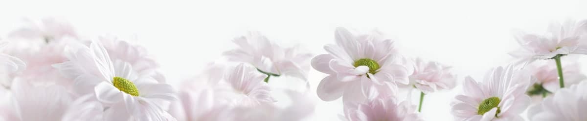 Purion Motiv: Blume